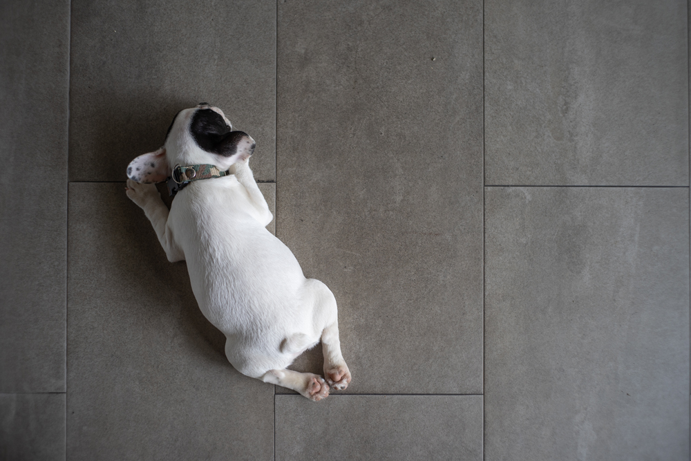 Removing Dog From Your Tile And, How To Clean Urine Stains From Tile Grout